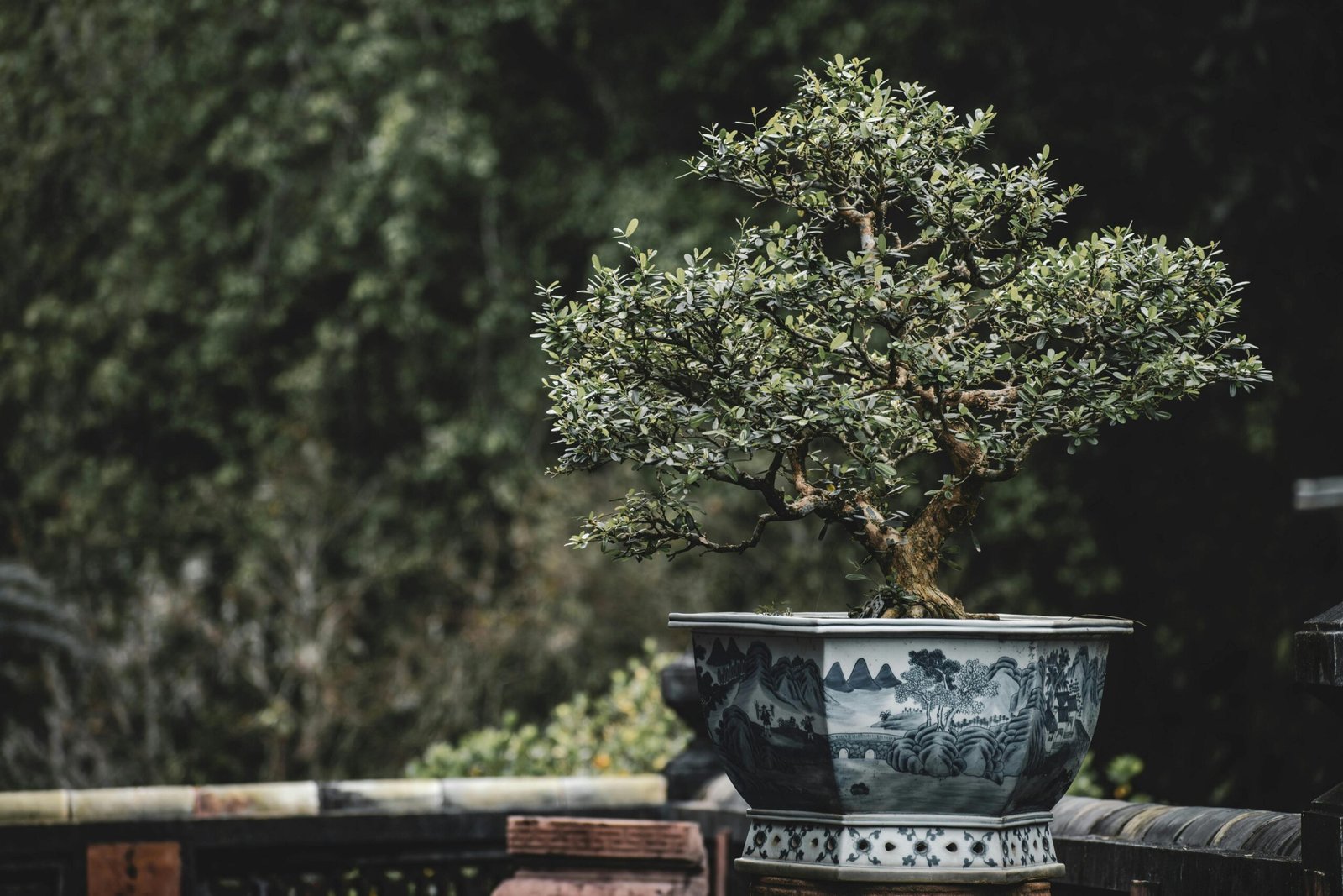 image of a beautiful bonsai